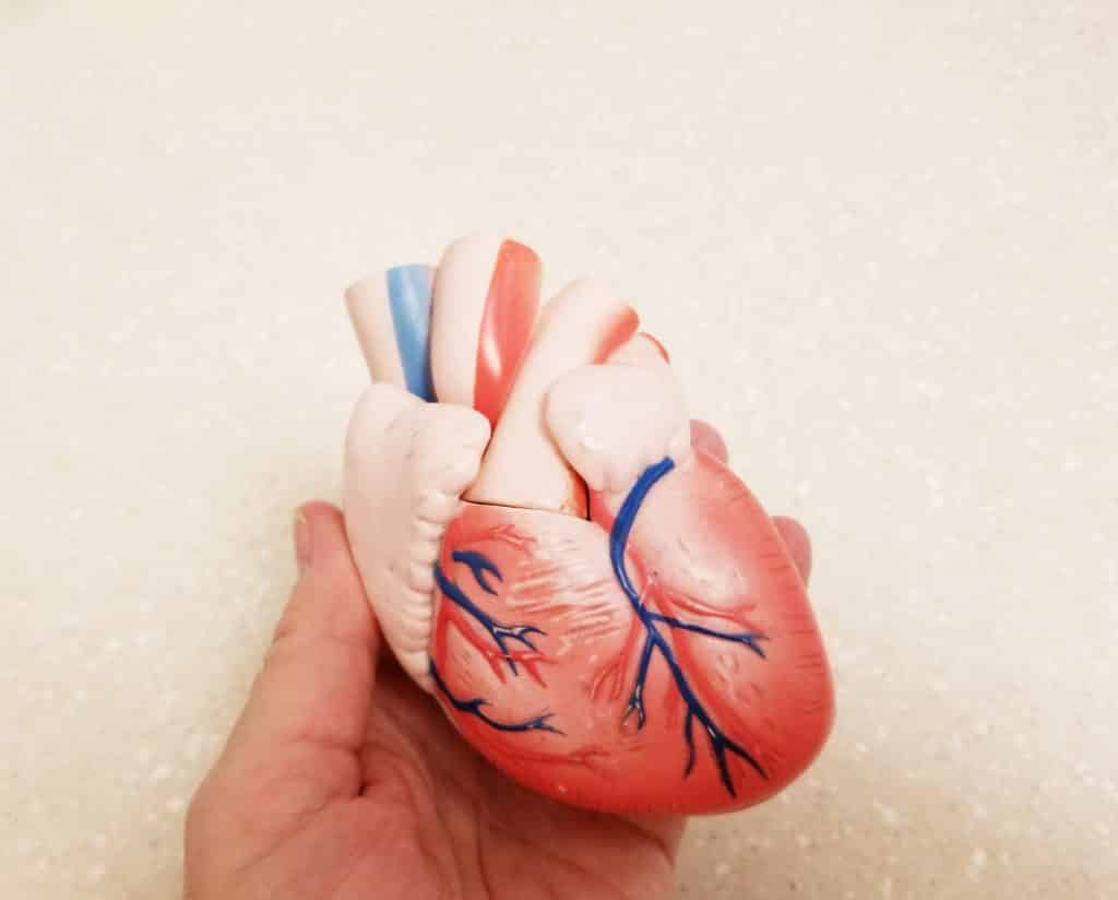 Heart! Human Heart! Cardiology!