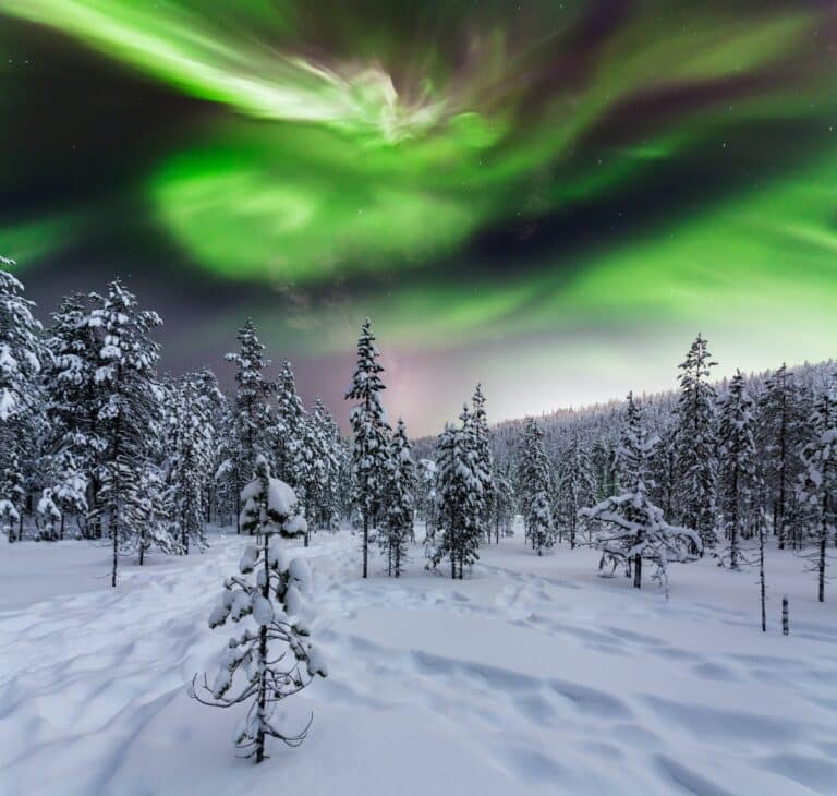 Winter forest at at night under the northern lights. Finland