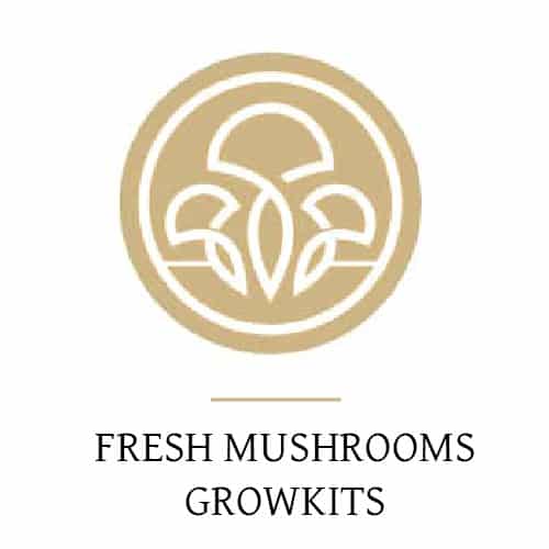Fresh mushrooms kweeksets