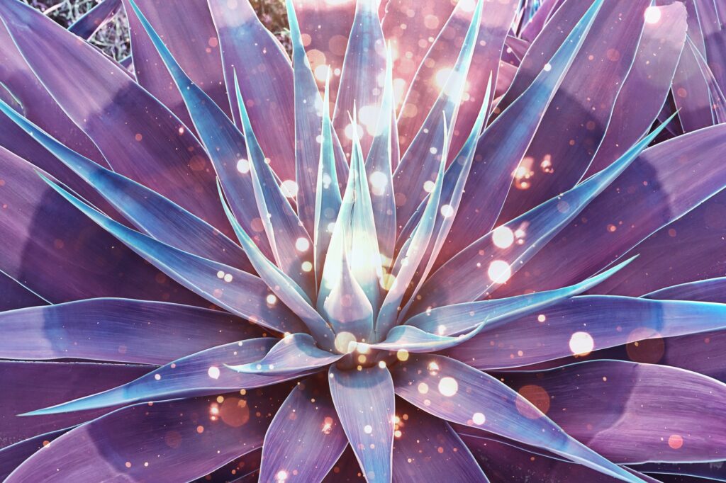 Agave plant with magic vibes and spiritual glowing light.