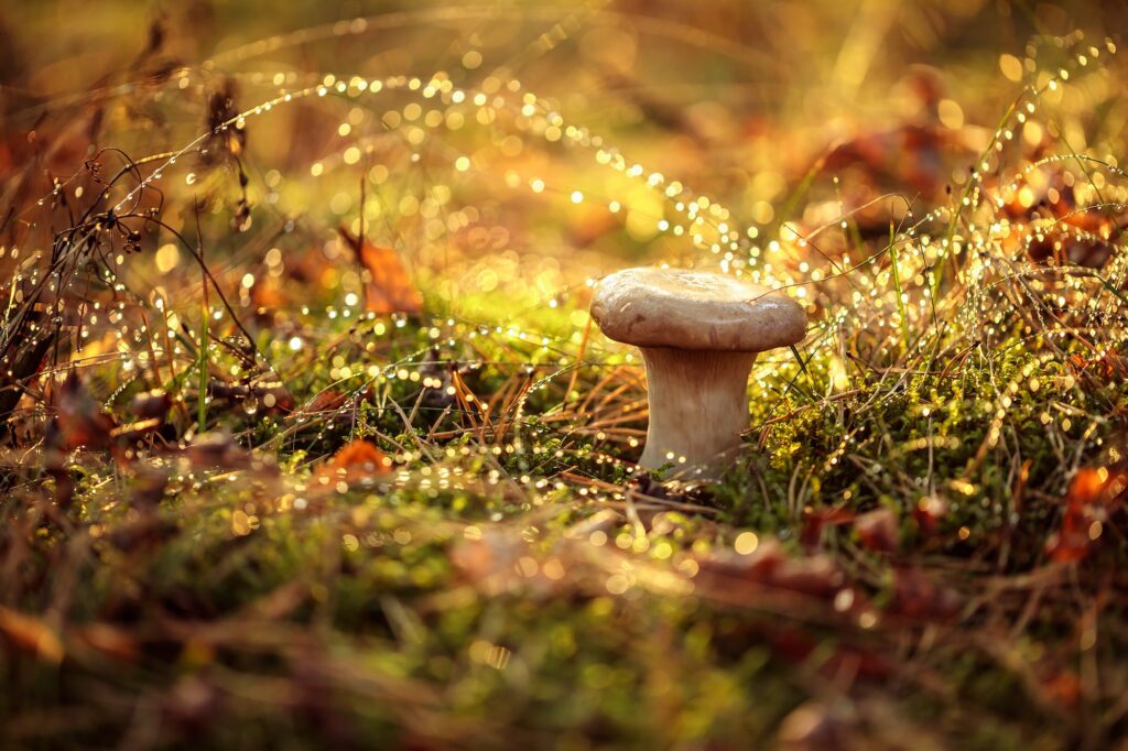 Mushroom Boletus In a Sunny forest in the rain.