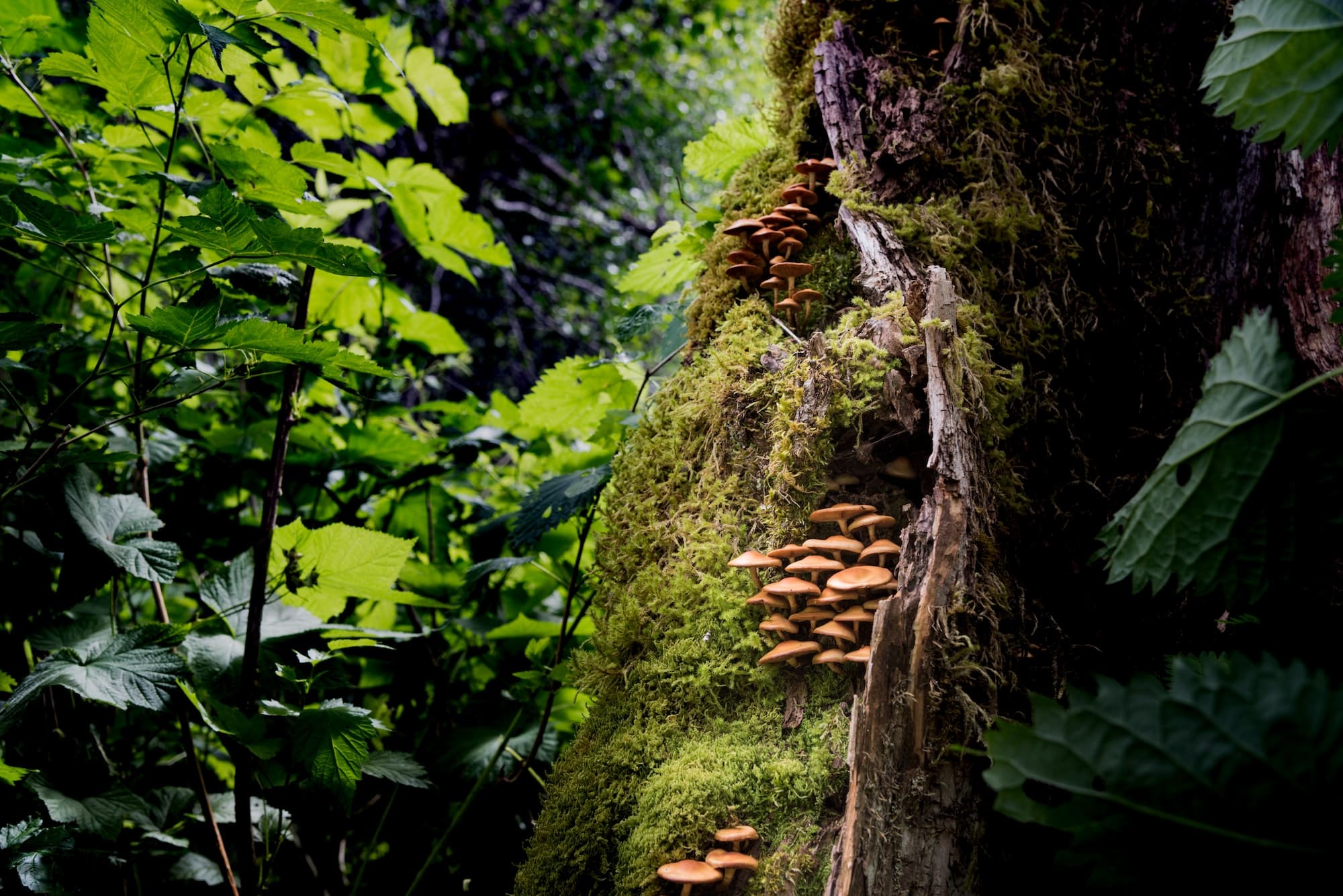 Wild mushroom colony growing in a Pacific Northwest rainforest. RLTheis