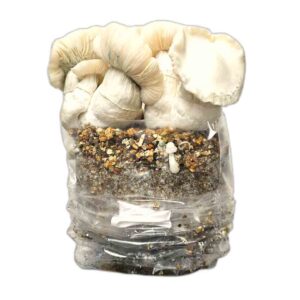 Jack Frost Mystic Funghi Kweekset