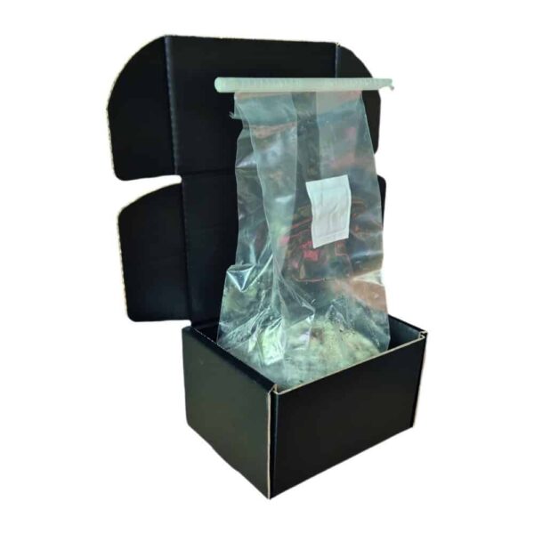 True Albino Teacher Mushroom Grow Kit - Image 4