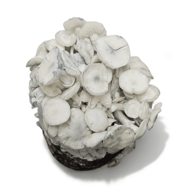 True Albino Teacher Mushroom Grow Kit - Image 2