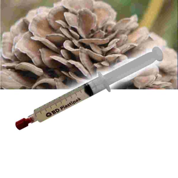 Maitake (Grifola frondosa) Flüssigkultur Spritze - 20 ML