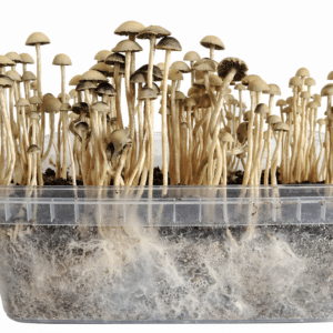 Kit per la coltivazione di funghi Copelandia Madagascar