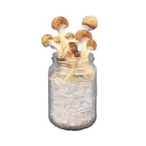Golden Teacher Paddo Broed