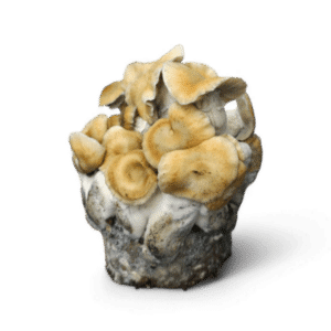 Kit de culture de champignons Hillbilly Pumpkin | Mystic Fungi